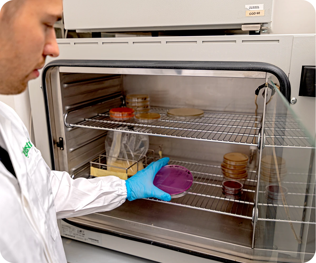 analisi alimenti incubazione piastre semina batterica igienstudio laboratorio analisi jesi